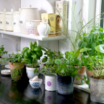 growing herbs, container herbs, easy herbs to grow from seeds, herbs anyone can grown, spring herb garden, herb gardening,