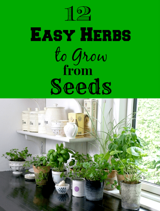 12 easy herbs to grow from seeds 12 easy herbs to grow from seeds